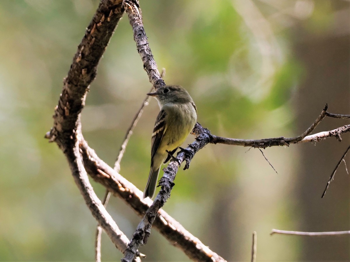 Empidonax sp. - ML367479731