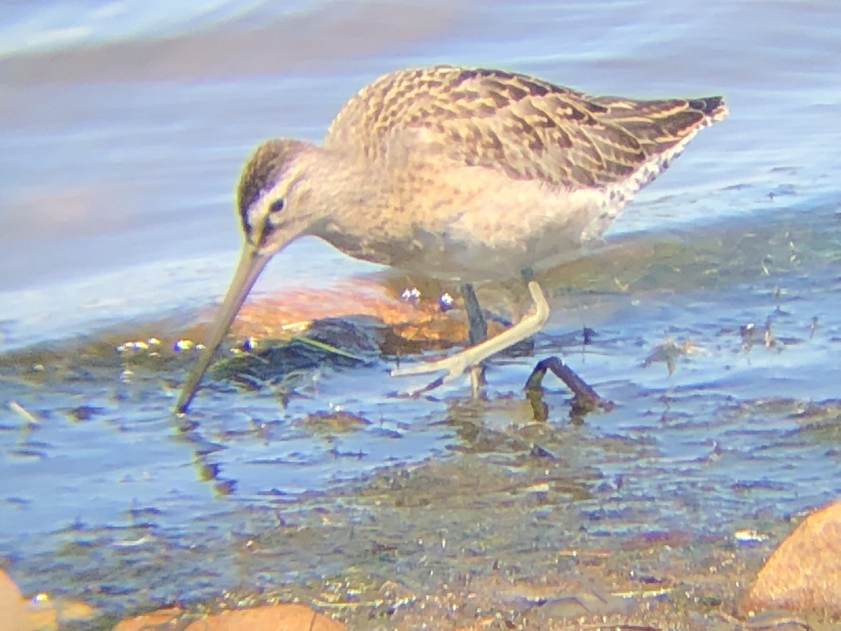 Short-billed Dowitcher - ML367480411