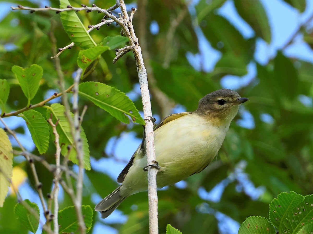 Ötücü Vireo - ML367480521