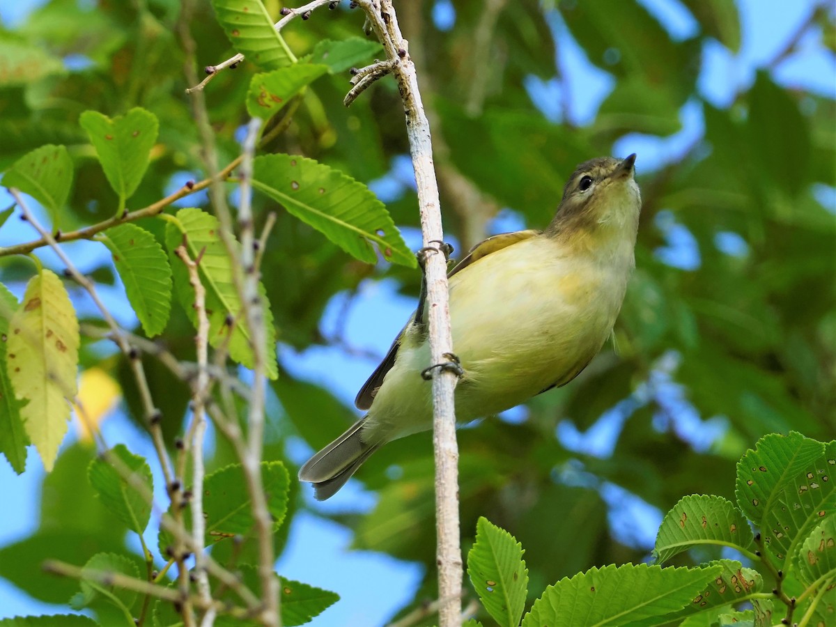 Ötücü Vireo - ML367480561