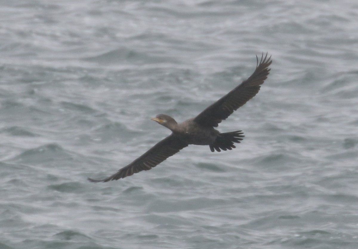 Neotropic Cormorant - Bobby Brown