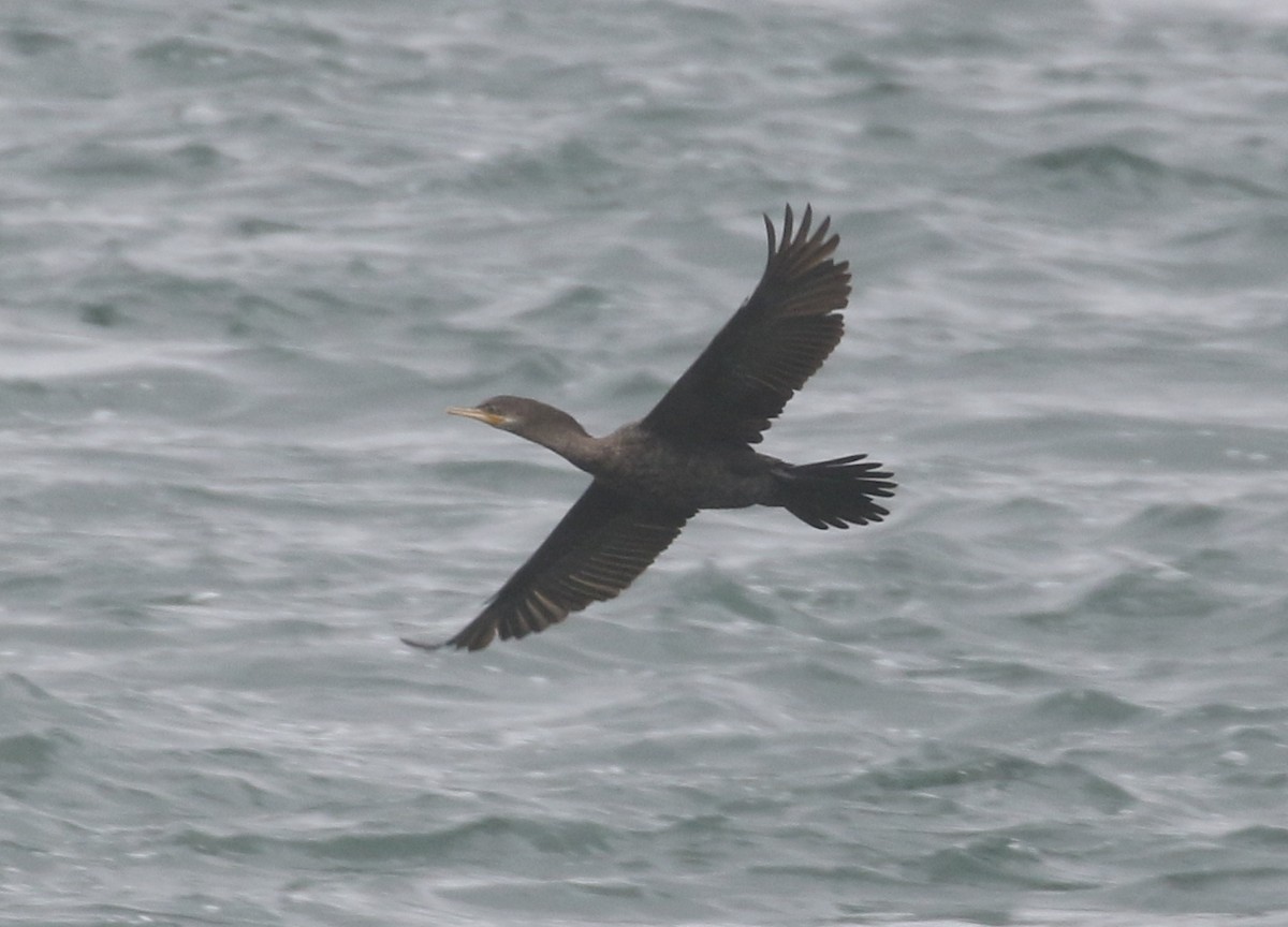 Neotropic Cormorant - Bobby Brown