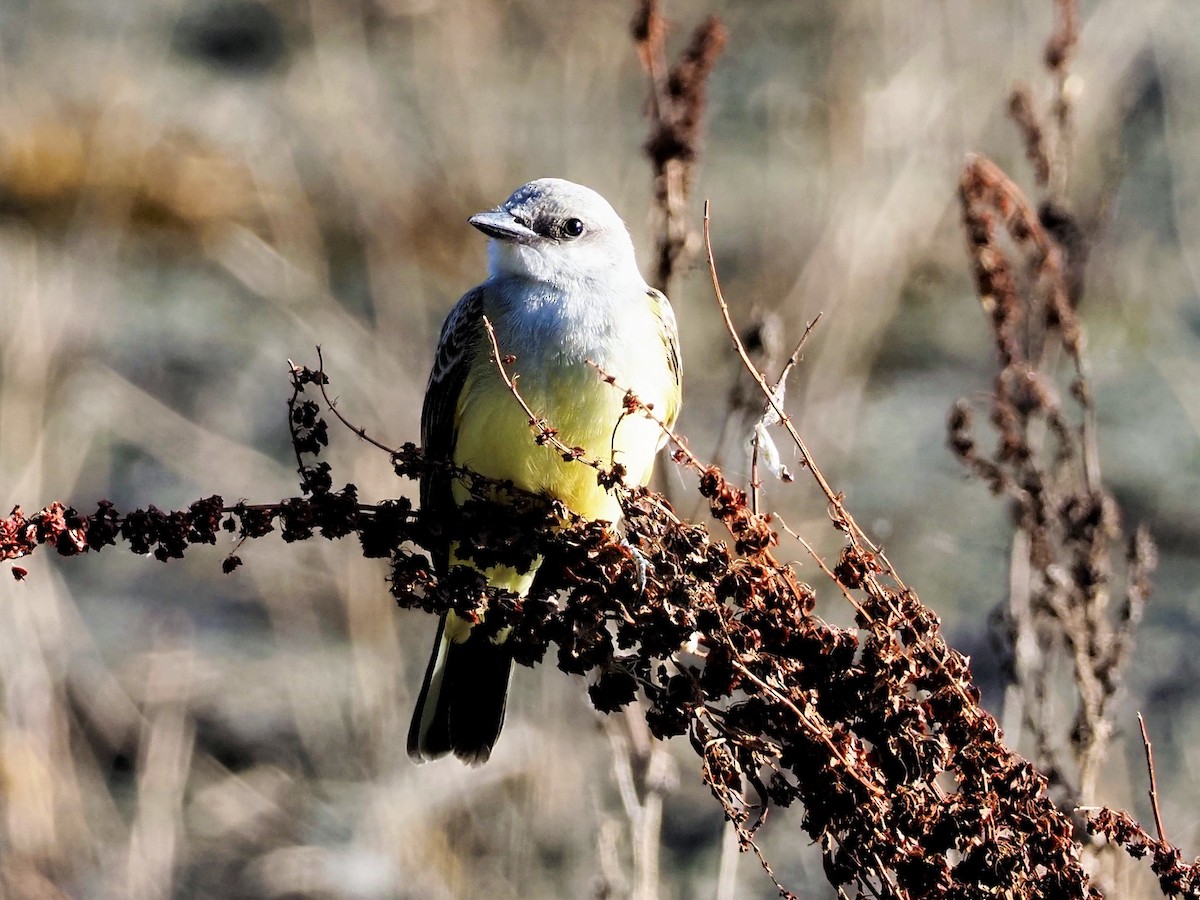 Western Kingbird - ML367480681