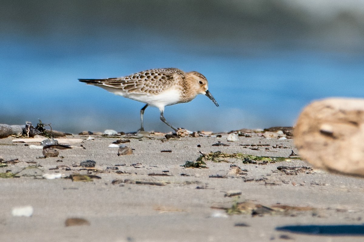 Baird's Sandpiper - Sue Barth