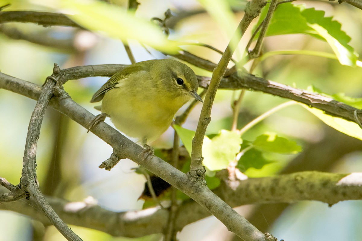 Tennessee Warbler - Sue Barth