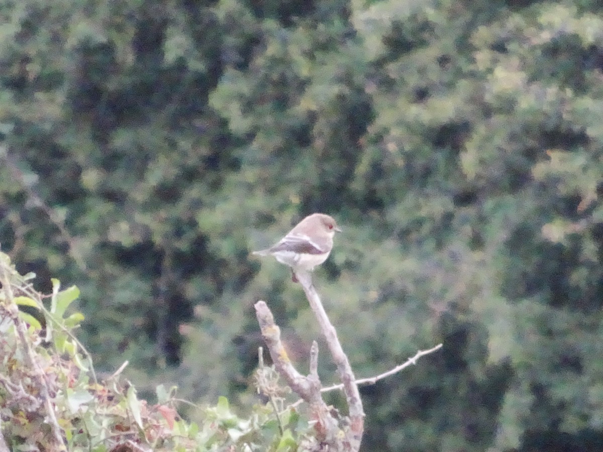 European Pied Flycatcher - ML367482261