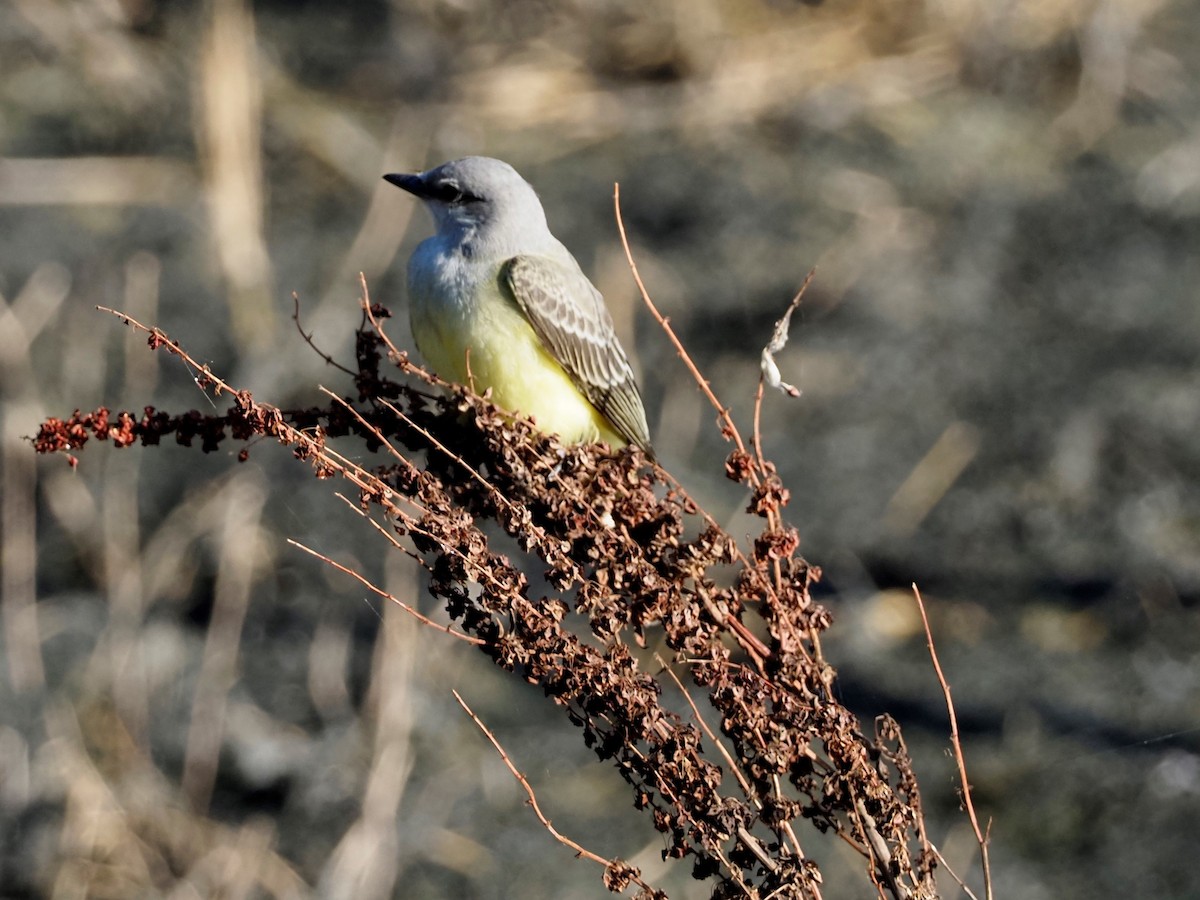 Western Kingbird - ML367482381