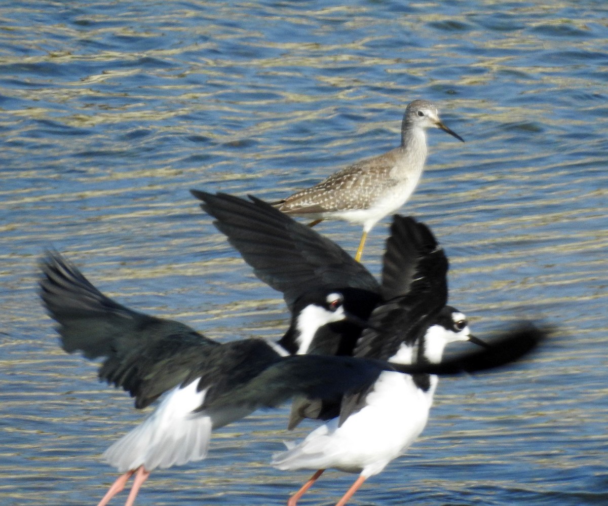 Lesser Yellowlegs - ML367483011