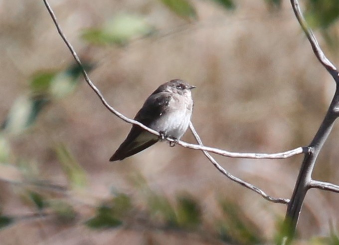 Northern Rough-winged Swallow - ML36748311