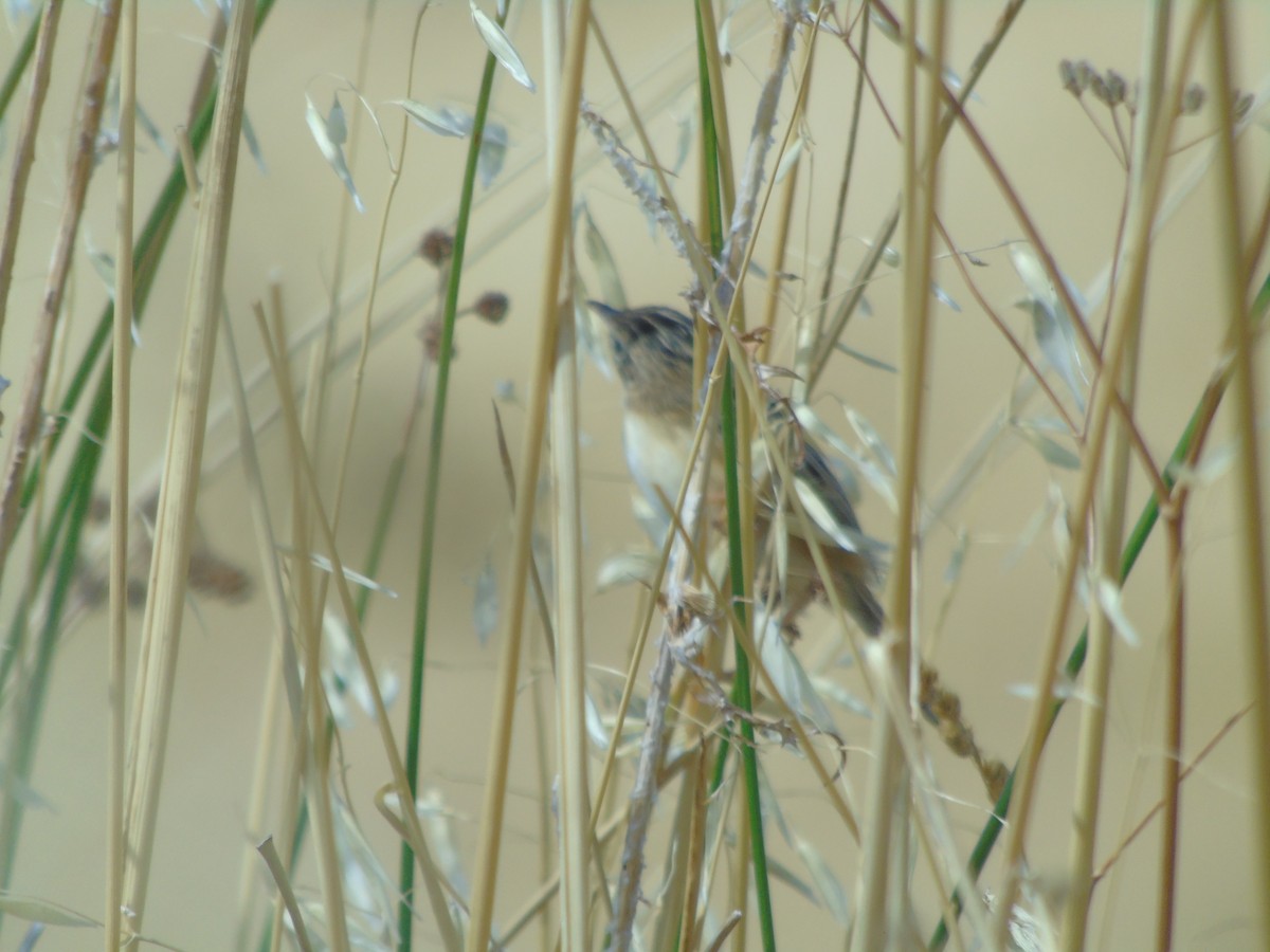 Zitting Cisticola - ML367483611