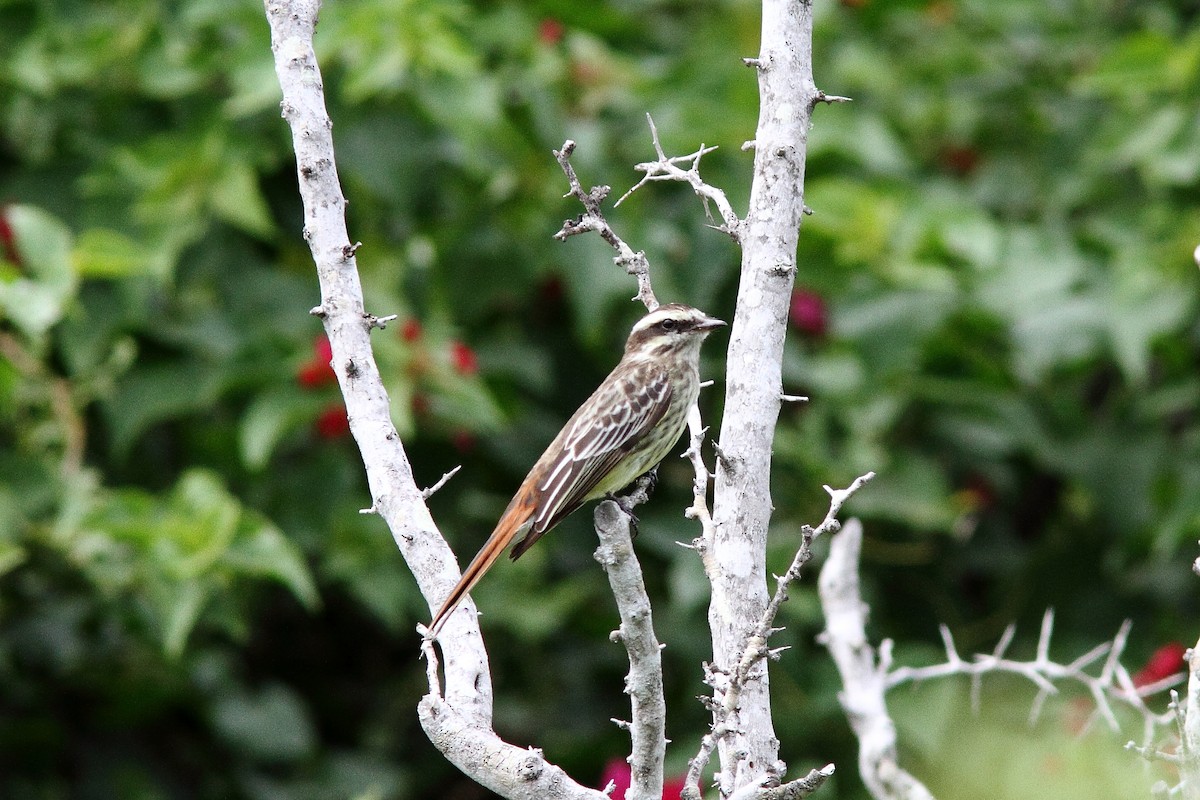 Variegated Flycatcher - ML36748441