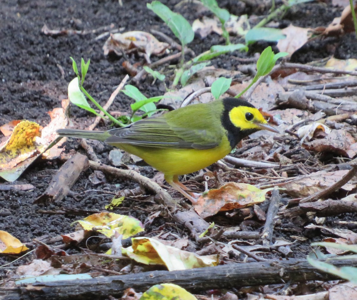 Hooded Warbler - ML367484721