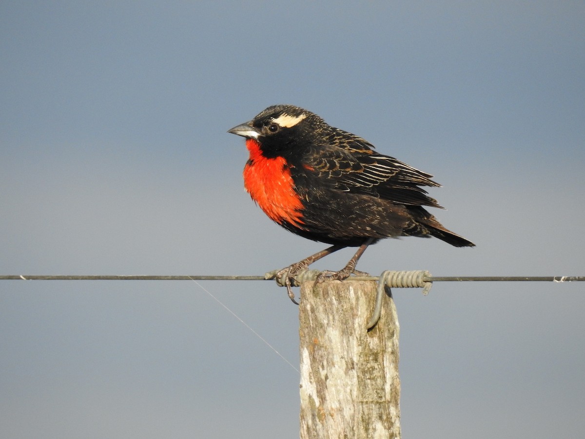White-browed Meadowlark - Luis Alejandro Duvieilh