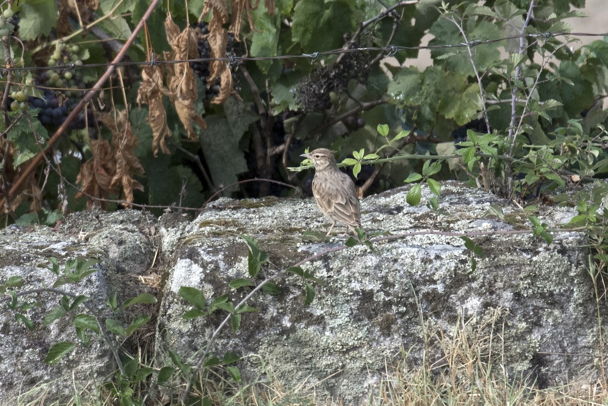 Crested Lark - ML367485171