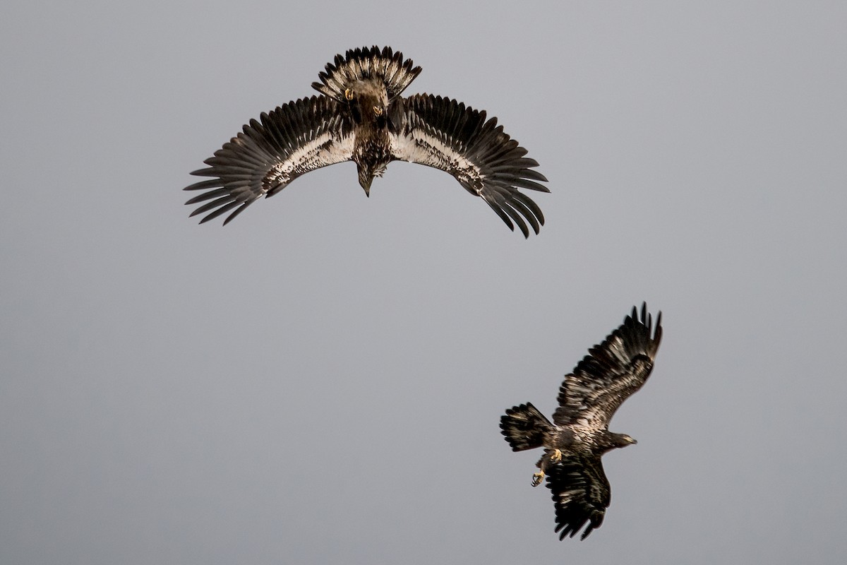 Bald Eagle - Sue Barth