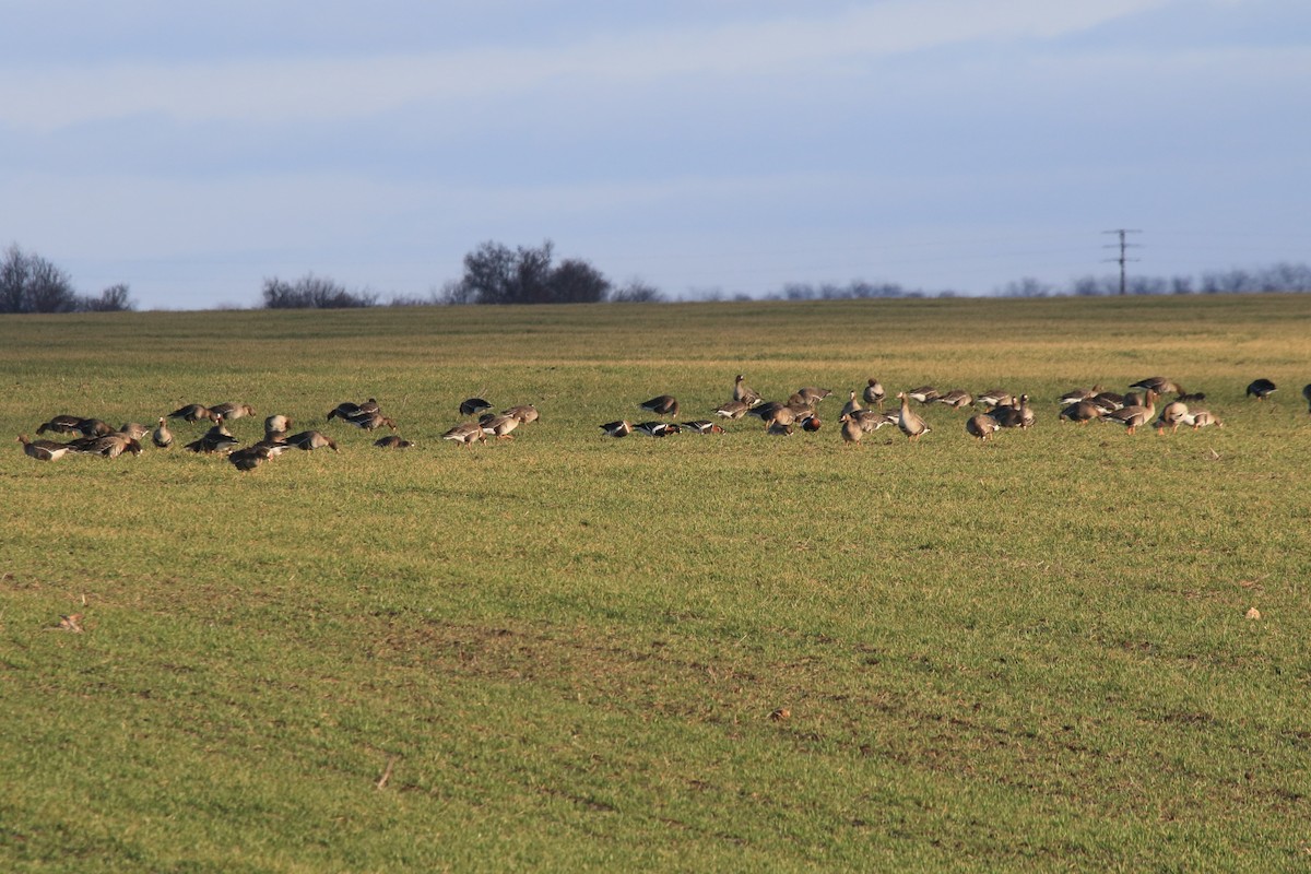 Greater White-fronted Goose - Fabio Olmos