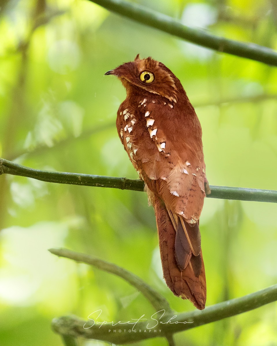 Rufous Potoo - ML367488931