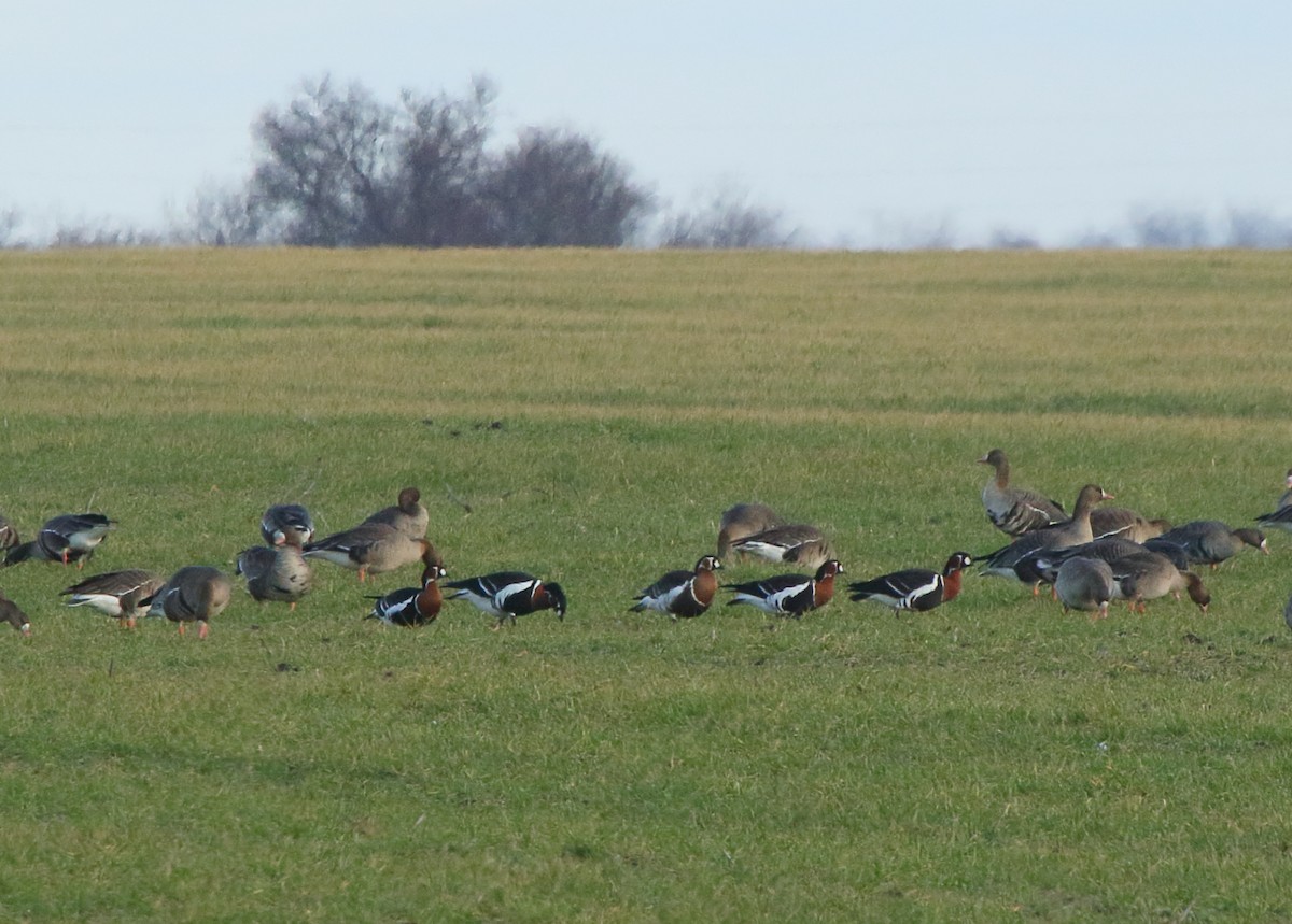 Казарка червоновола - ML36748911