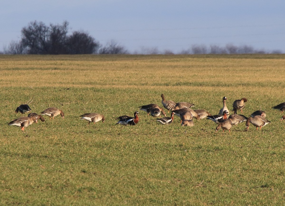 Казарка червоновола - ML36748931
