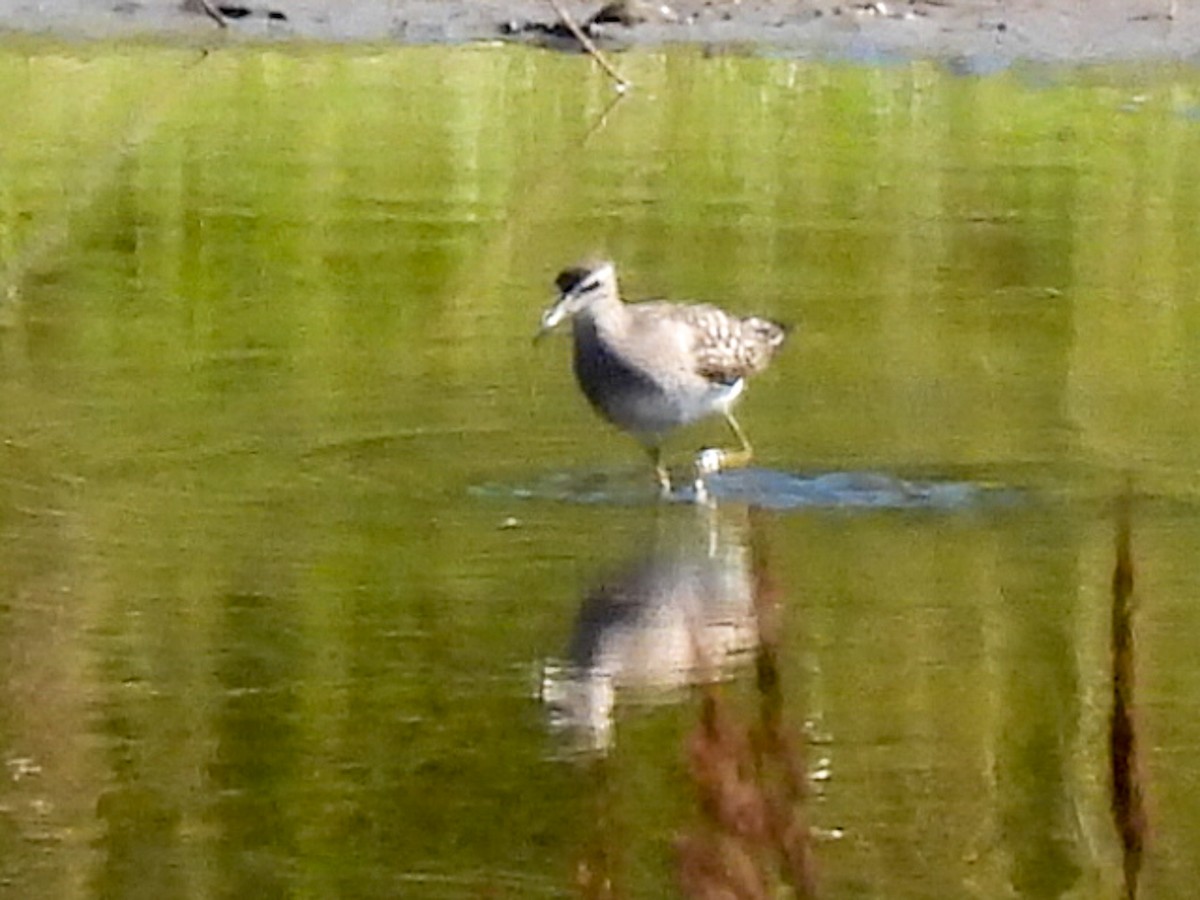 Шугуйн хөгчүү - ML367489471