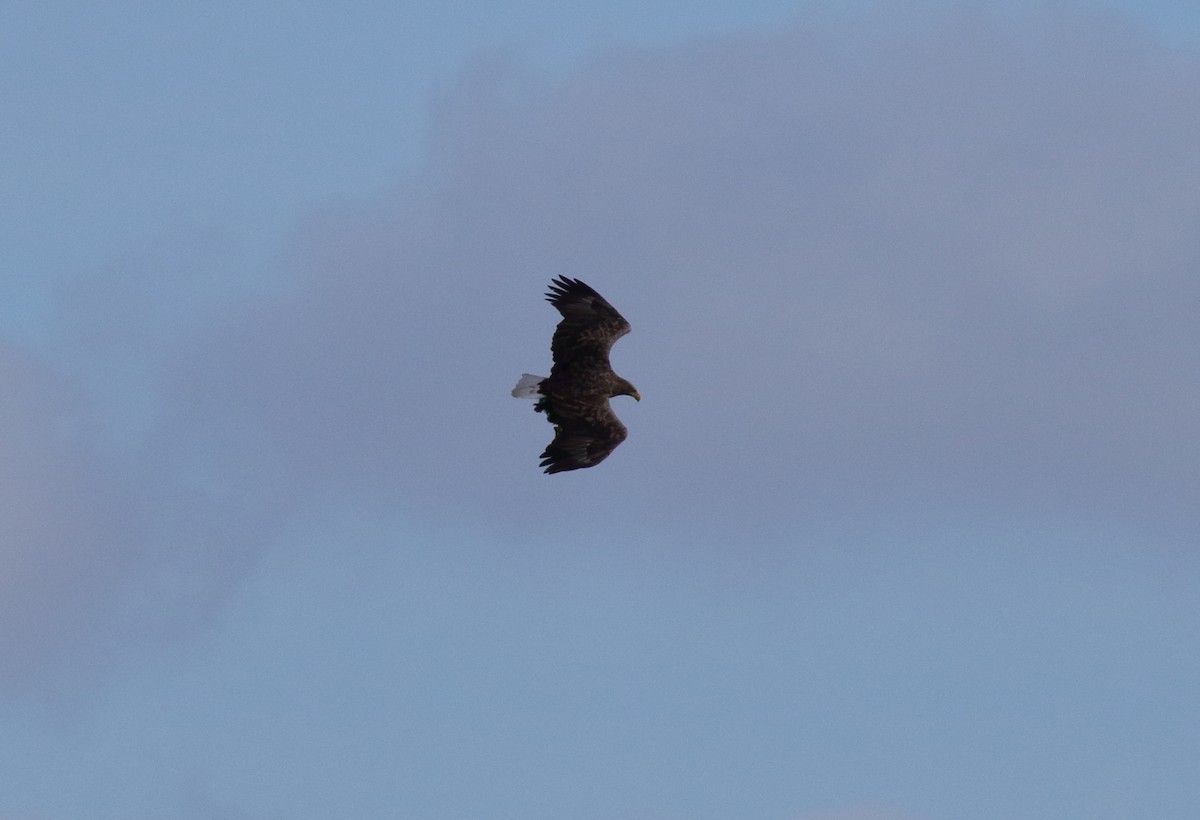 White-tailed Eagle - Fabio Olmos