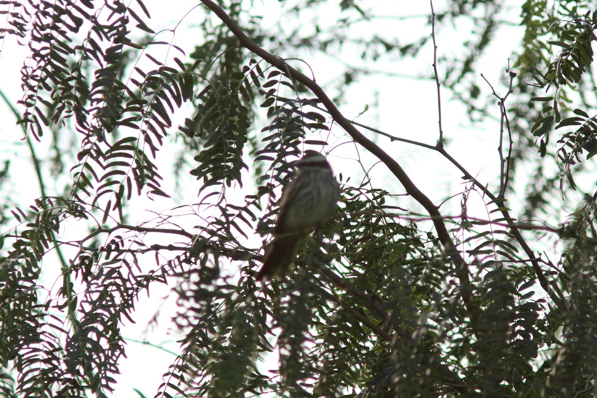Variegated Flycatcher - ML36748991