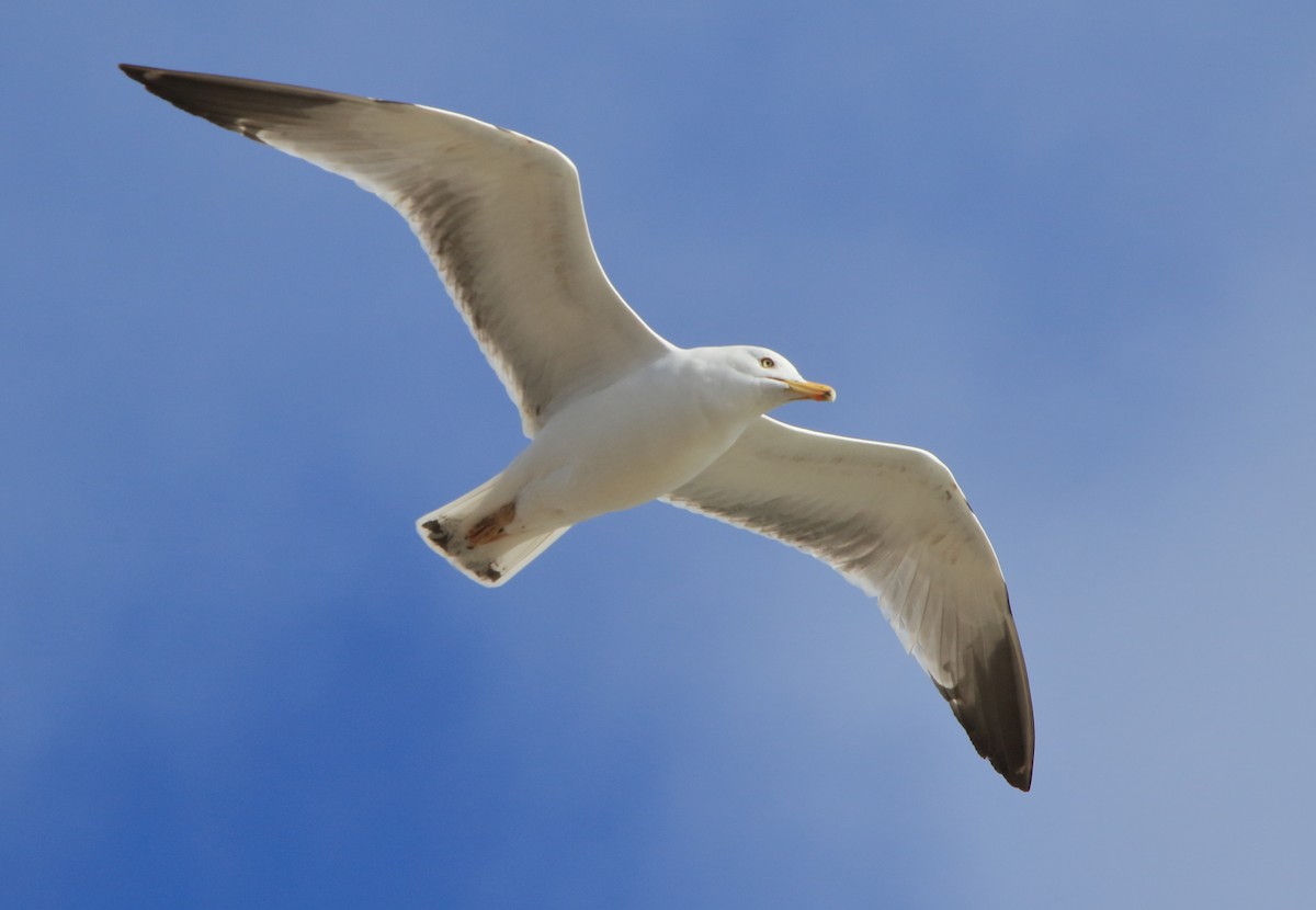 Yellow-legged Gull - Fabio Olmos