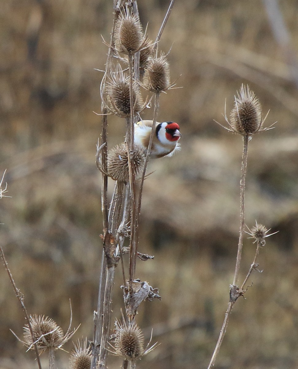 European Goldfinch - Fabio Olmos