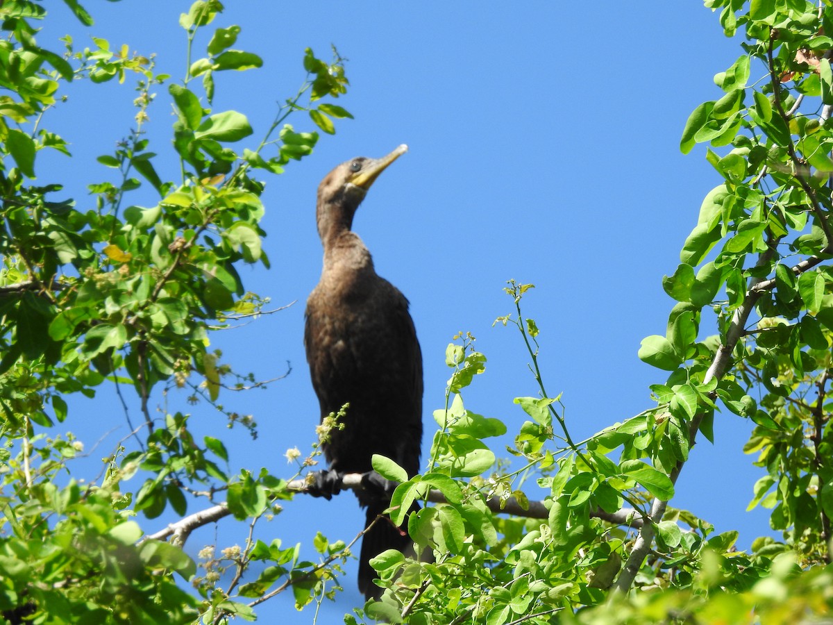 Neotropic Cormorant - ML367490611