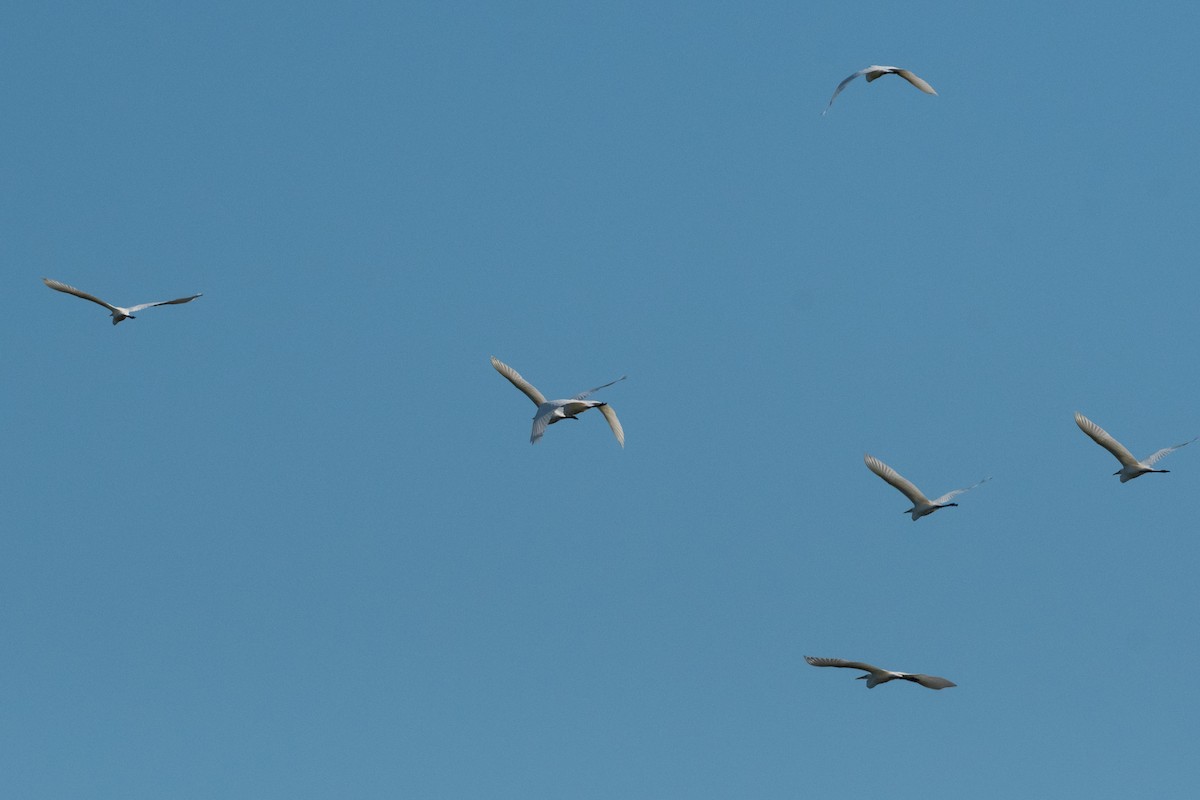 Great Egret - ML367491771