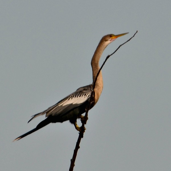 Anhinga - Nina Rach