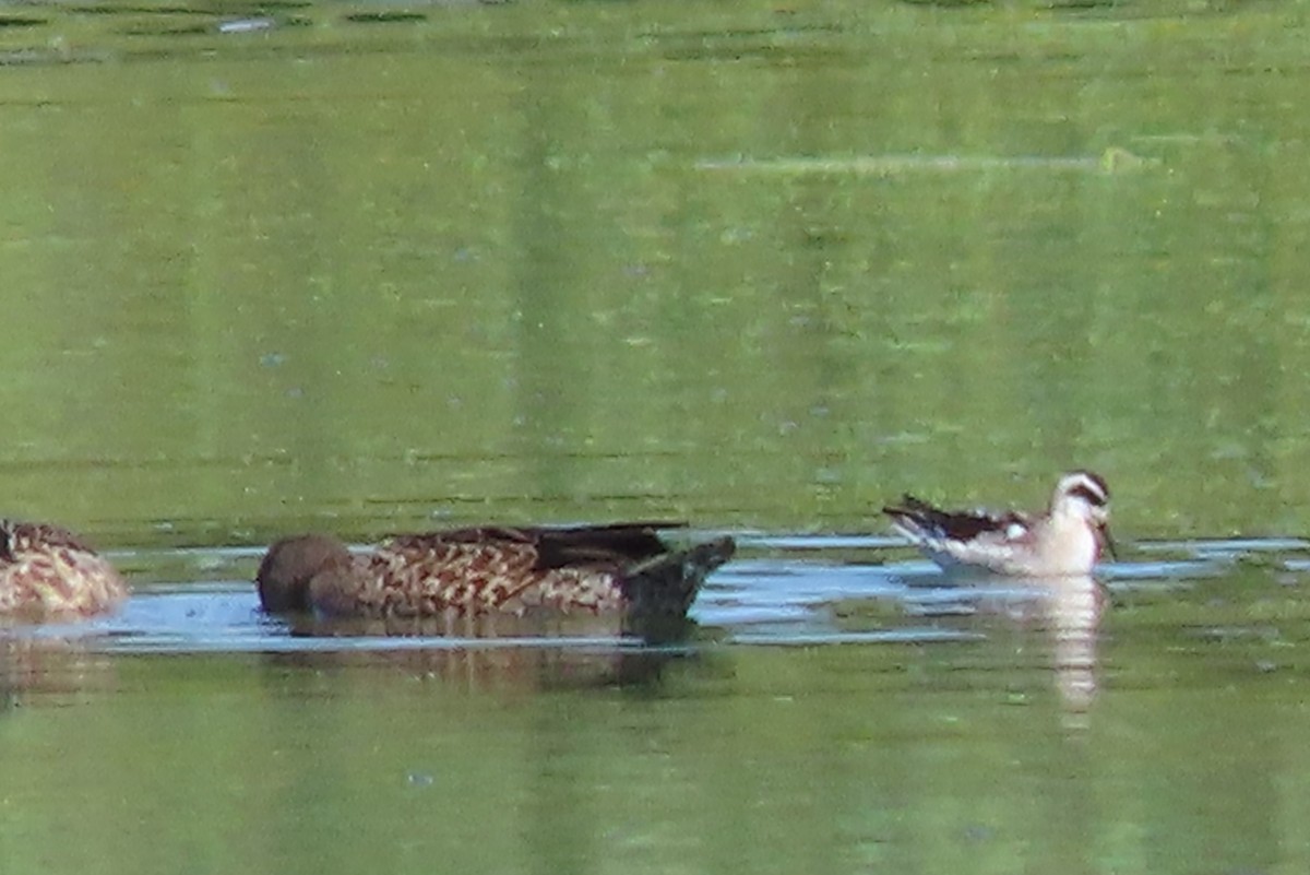 Red-necked Phalarope - ML367496491