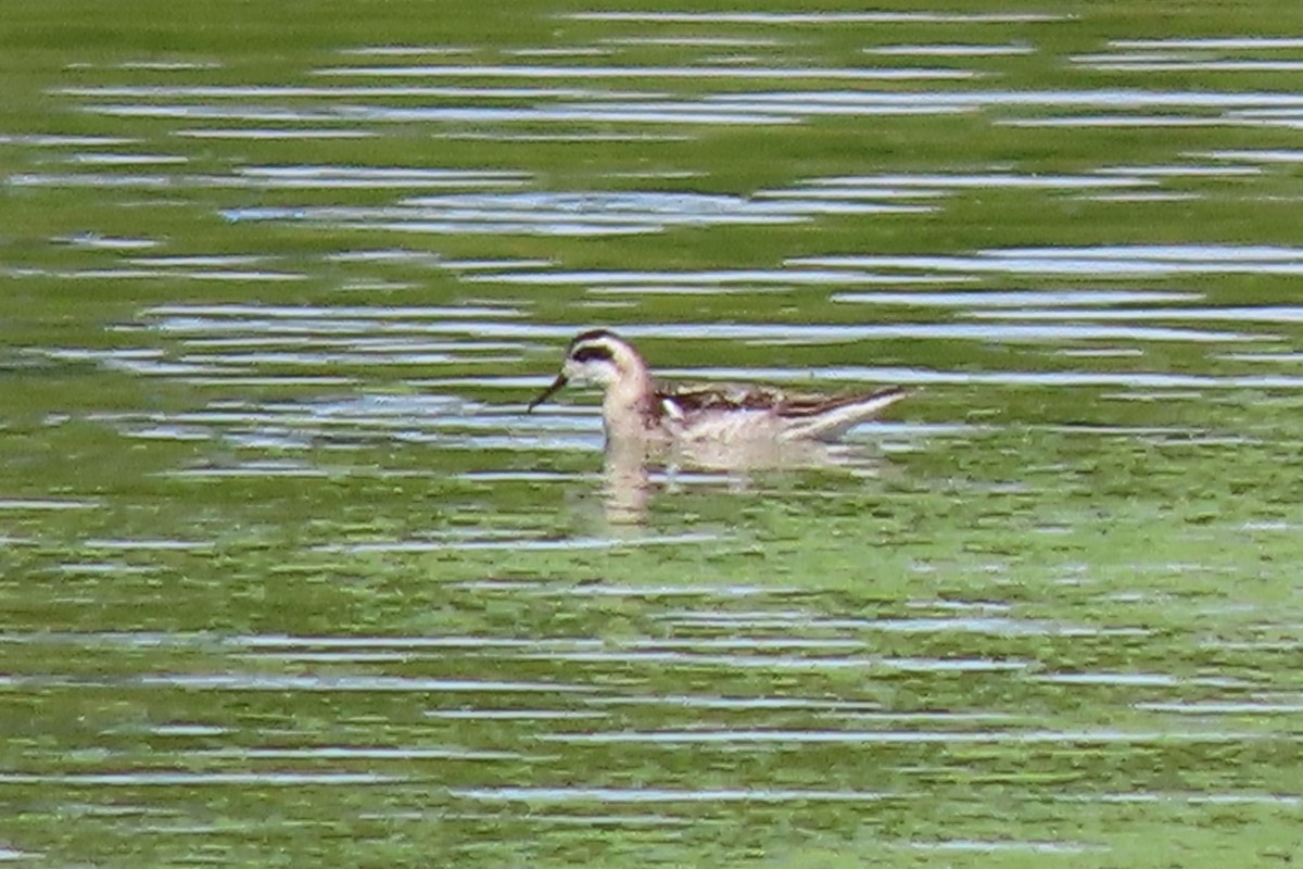 Red-necked Phalarope - ML367496511