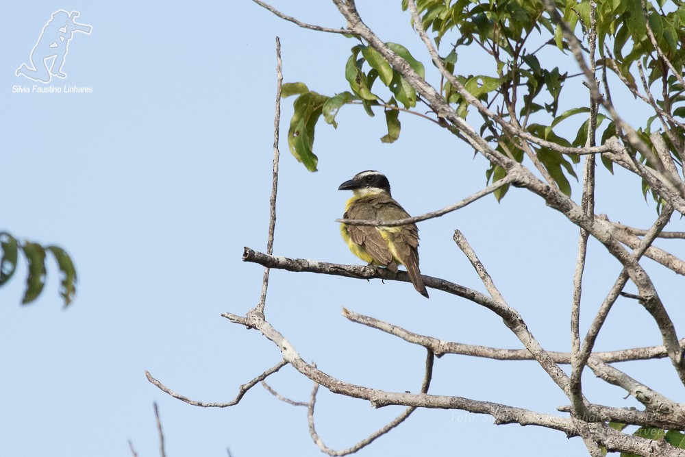 Boat-billed Flycatcher - Silvia Faustino Linhares