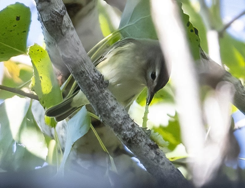 Ötücü Vireo - ML367498121