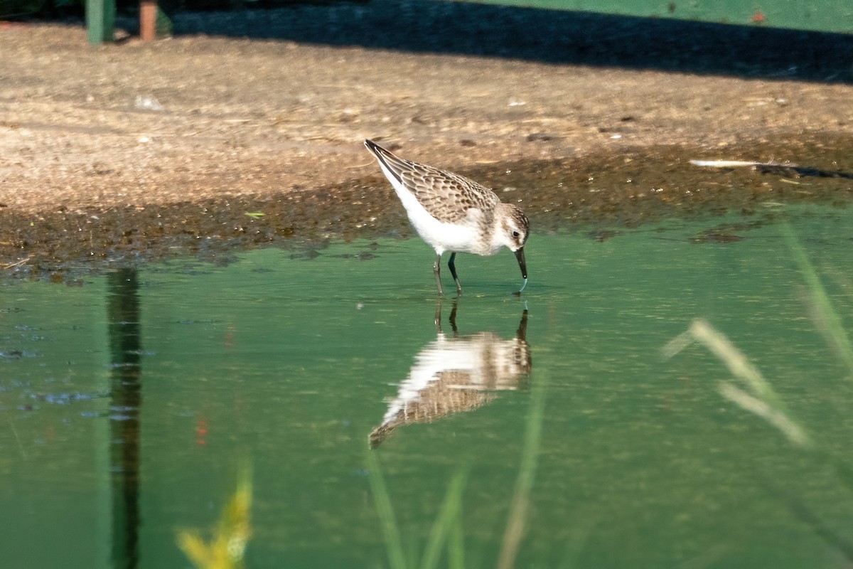 Semipalmated Sandpiper - ML367498771