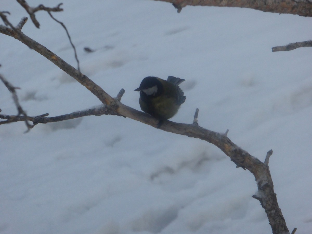 Great Tit - ML367501081