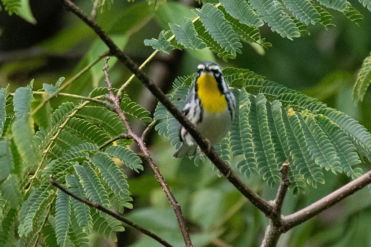 Yellow-throated Warbler - ML367501511