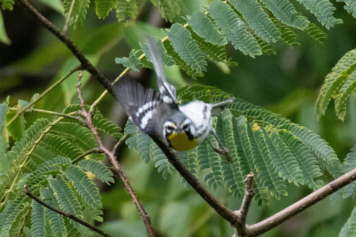 Yellow-throated Warbler - ML367501551