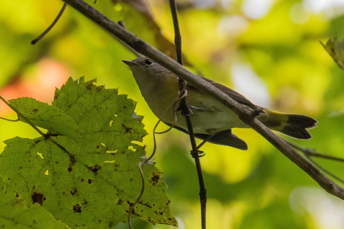 American Redstart - ML367502041