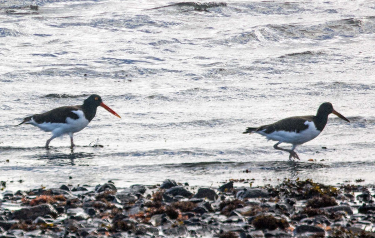 American Oystercatcher - ML36750341