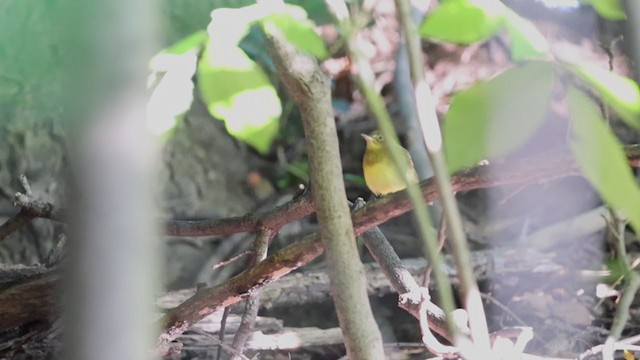 Connecticut Warbler - ML367503451