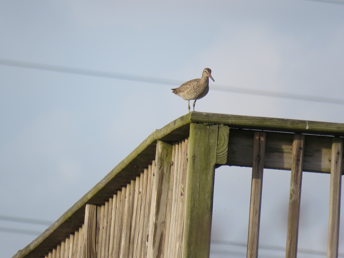 Willet - Lisa Owens