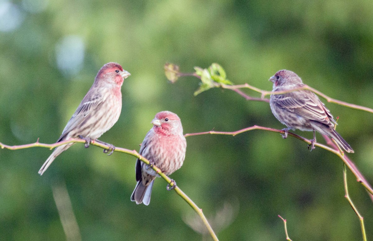 House Finch - ML36750491