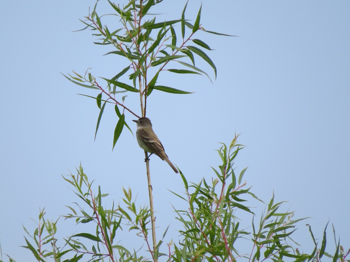 Willow Flycatcher - Lisa Owens