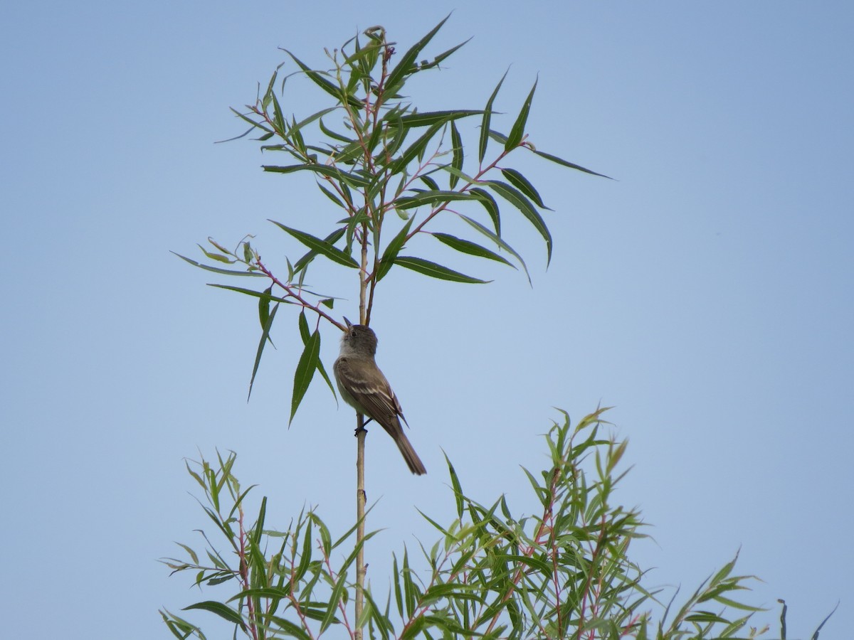 Willow Flycatcher - Lisa Owens