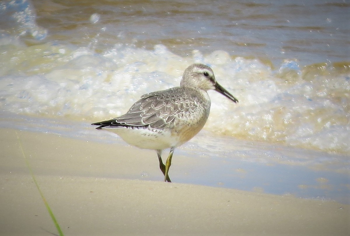 Red Knot - Brian Johnston