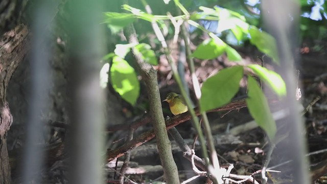 Connecticut Warbler - ML367506431