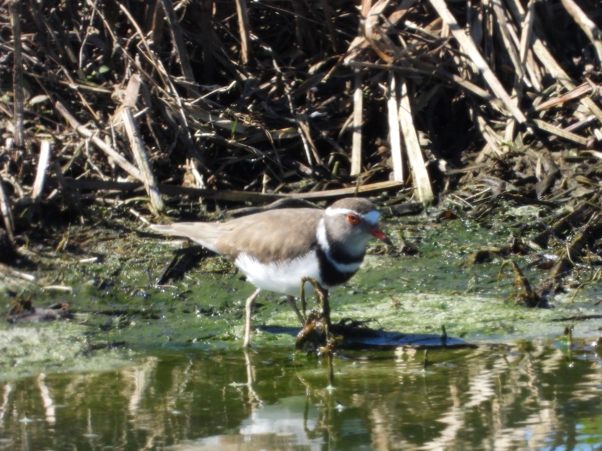 Three-banded Plover - ML367506791