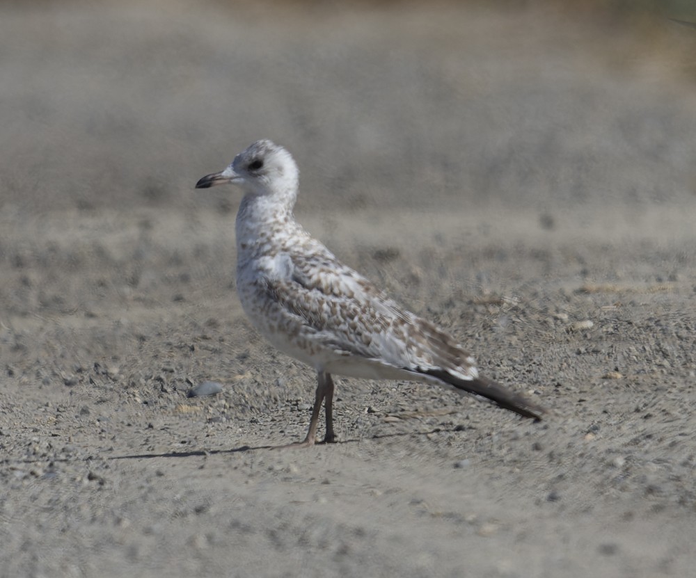 Ring-billed Gull - ML367509491